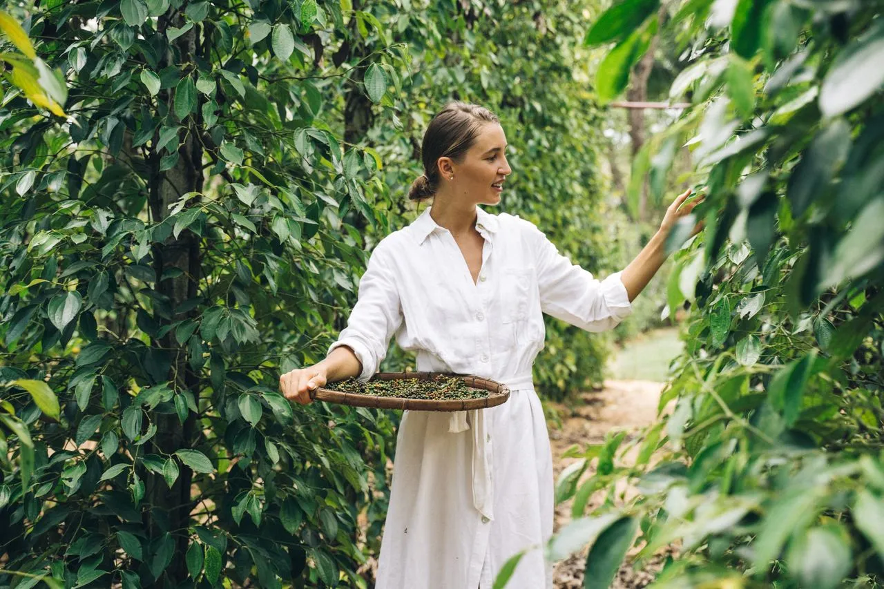 Pepper vines at a Kampot plantation, Cambodia